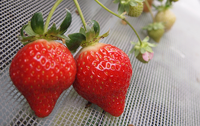 Fukuoka Amaou Strawberry Processing and Sales Store　Itoking